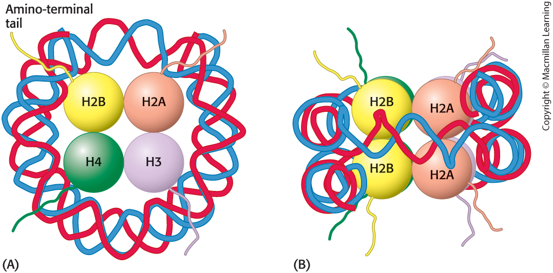 <p><strong>chromatin consists of nucleosomes,</strong><span> the repeating unit of chromatin that consists of 200 base pairs of DNA and two each of the histones H2A, H2B, H3, and H4.</span></p><p></p>