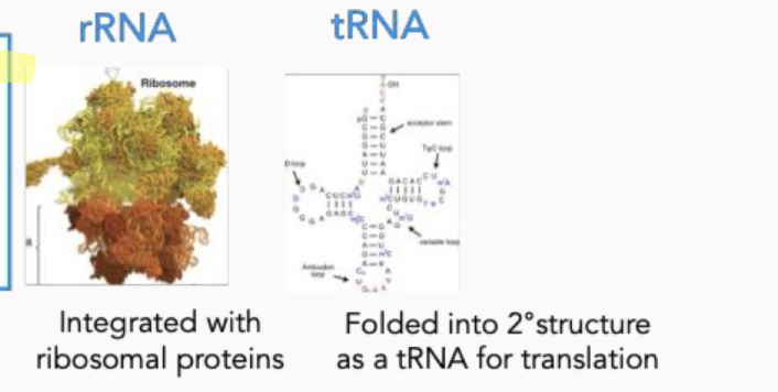 <p>rRNA and tRNA are considered to be “stable” RNA. </p><p>RNA strands are either bind with proteins (rRNA) or </p><p>fold to form secondary structures (tRNA) → protects RNA from degradation.</p><p></p>