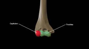 <p>A small, head-like anatomical structure or a compact cluster of flowers.</p>