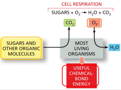 <p>O2 + sugar → CO2 + H2O</p>