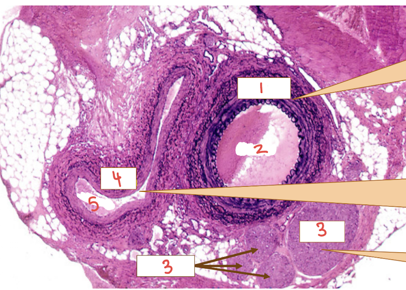 <p>What is number 4? </p>