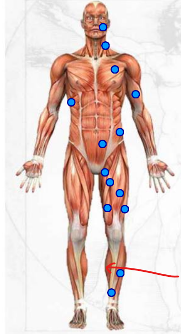 <p>inner muscle on the lower leg area </p>