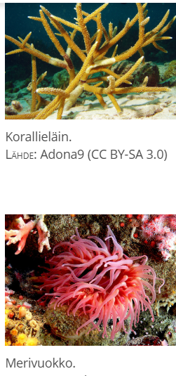 <p>domeeni (ja tumallinen ryhmä jos on)</p>