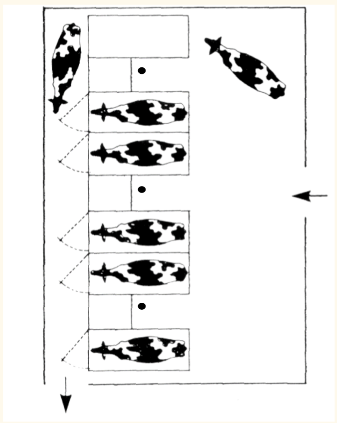 <p><strong>1 of the 7 Milking Parlour Designs Discussed:</strong></p><ul><li><p><u>Definition</u>: Cows go on a raised platform, and are milked side by side; old fashioned, more popular with smaller herds </p></li><li><p><u>Advantages</u>:</p><ul><li><p>R</p></li></ul></li><li><p><u>Disadvantages</u>:</p><ul><li><p>Restricted to ~12 cows per </p></li><li><p>Signficiant bending down, </p></li></ul></li></ul><p></p>