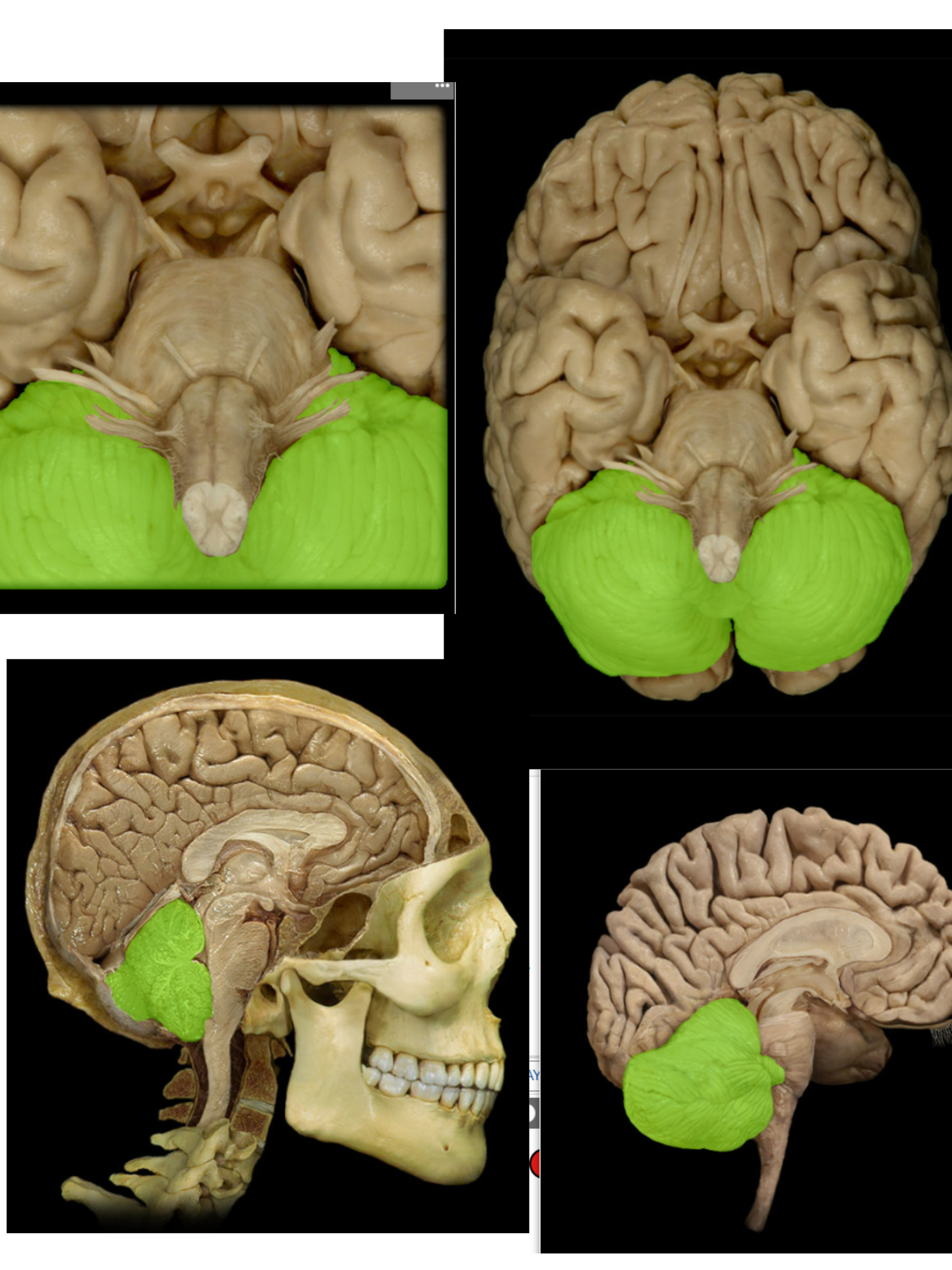 <p><span>Cerebellum</span></p>