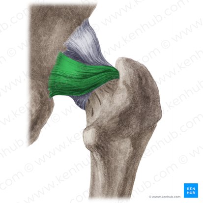<p>What extracapsular hip joint ligament?:</p><ul><li><p>Ischium and acetabulum to greater trochanter</p></li><li><p>Seen posteriorly</p></li></ul><p></p>