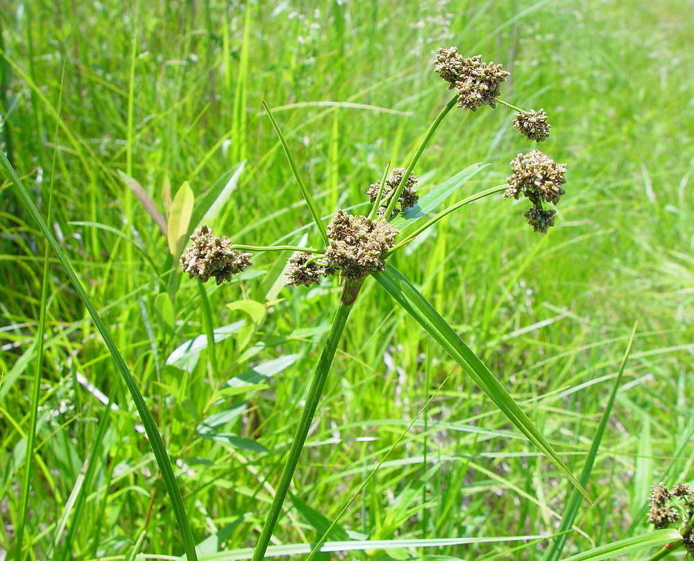 <p>small clusters at the ends of spreading stalks; involucral</p>