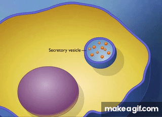 <ul><li><p>membrane bound vesicles exiting cells WITHOUT passing through the plasma membrane</p></li></ul><p></p>