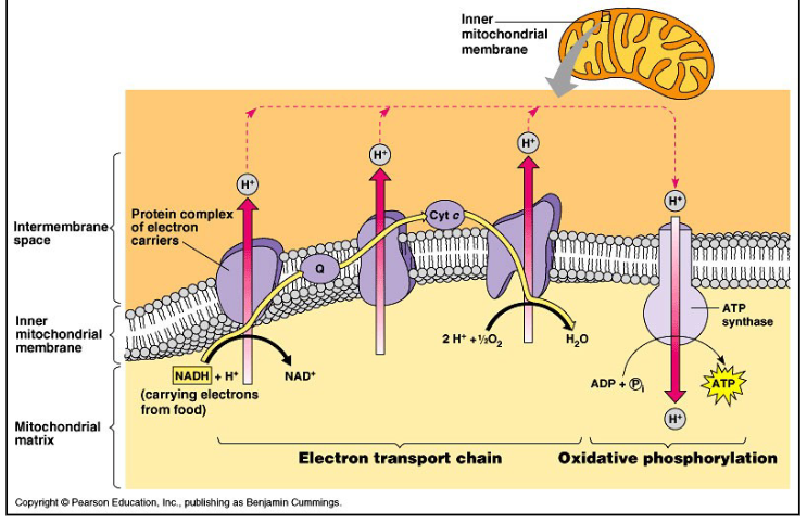 <p>proton gradient is used to drive the production of ATP by ATP synthase (34) (<mark data-color="yellow" style="background-color: yellow; color: inherit;">oxidative phosphorylation</mark>)</p>