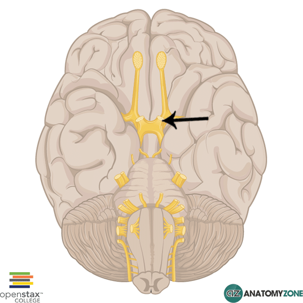 <p>A cranial nerve that is responsible for transmitting visual information from the retina to the brain.</p>