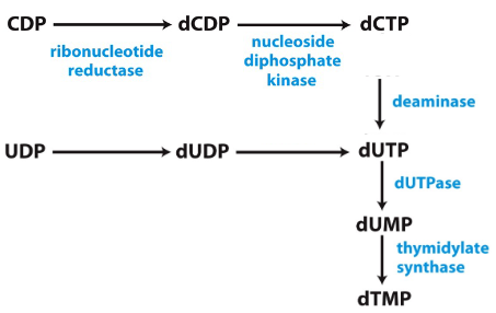 <p>Made from dUMP</p>