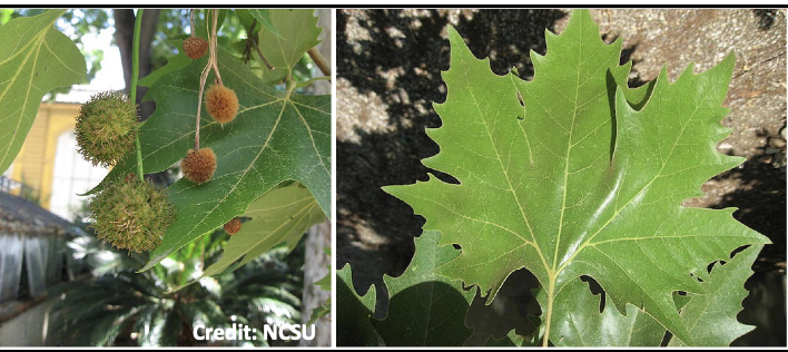 <p>Family:<br>Genus:<br>Species:<br>Common Name:</p>