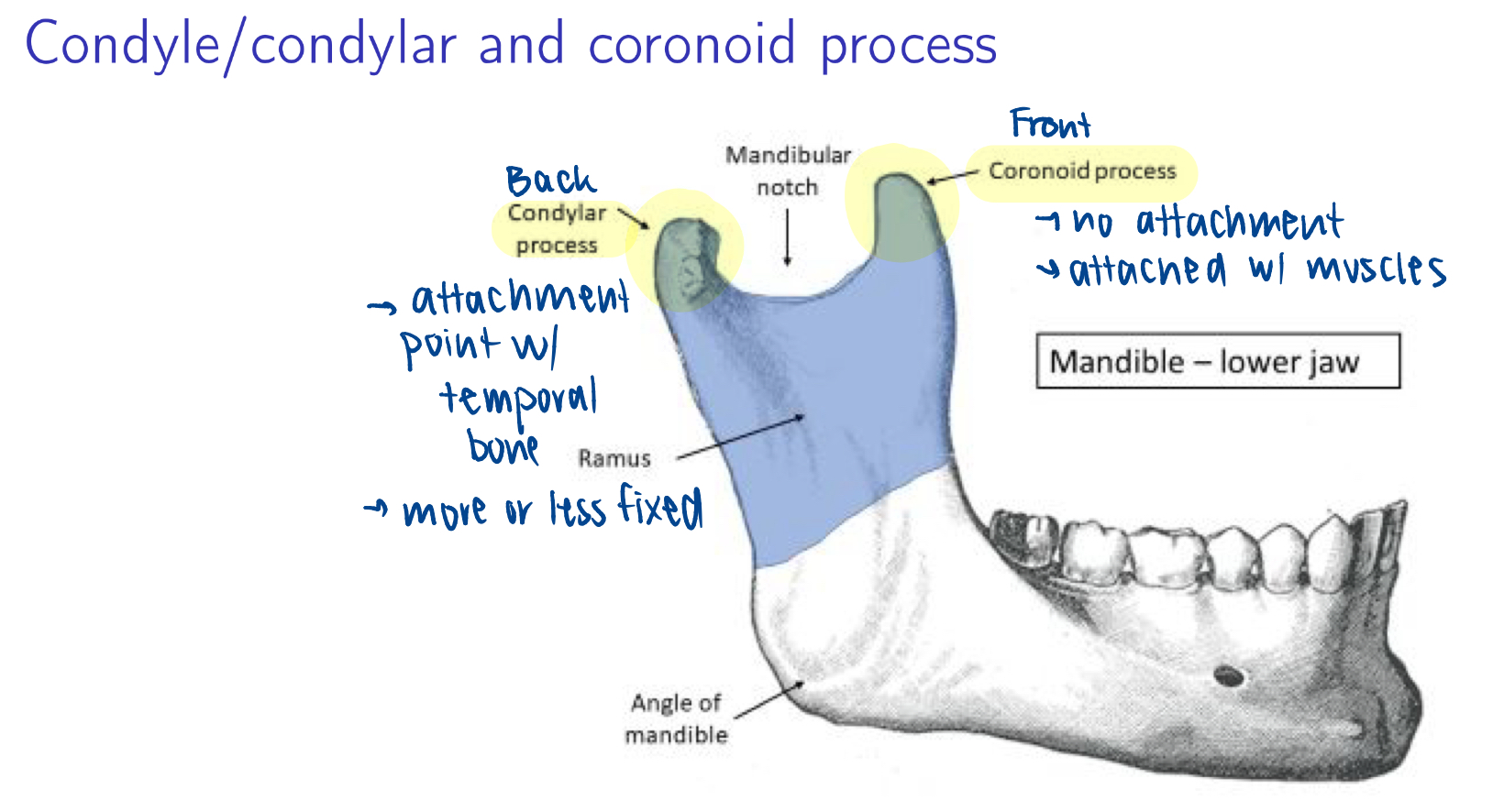 <p>two protrusions at the top of the ramus </p>