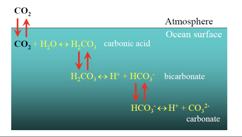 <p>direct exchange of carbon between atmosphere and ocean because of reservible reaction involving carbonic acid formation/decomposition</p>