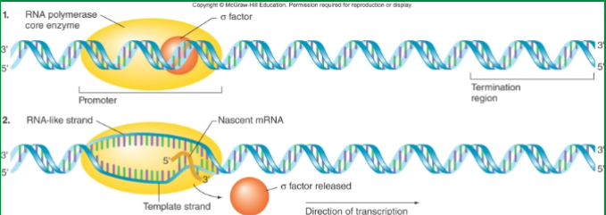 <p>binds to RNA polymerase (holoenzyme) in prokaryote transcription</p>