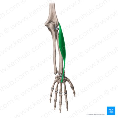 <p><span>M. extensor carpi radialis brevis</span></p><p><span>Ursprung, Ansatz, Funktion</span></p>